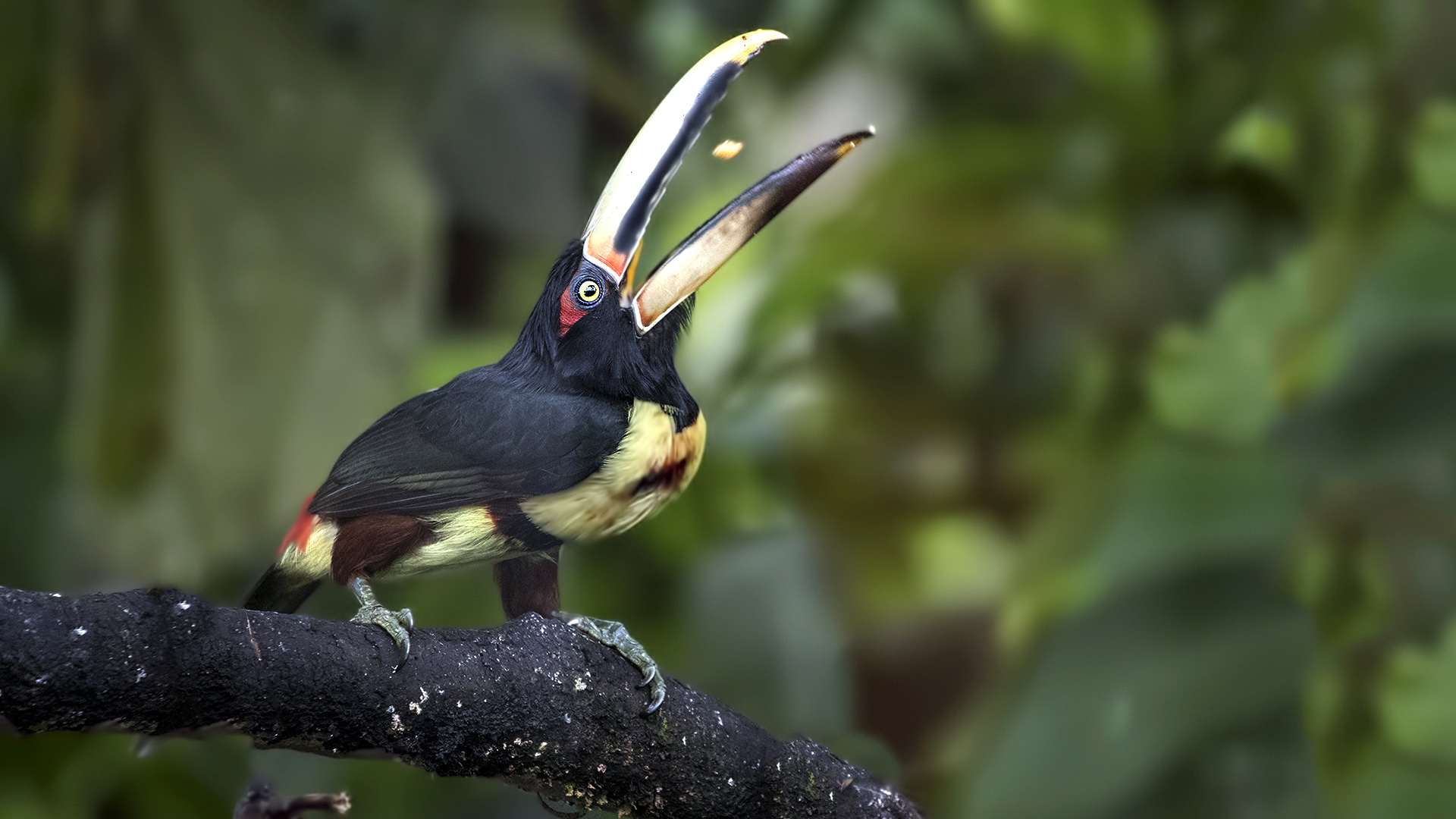 Collared Aracari